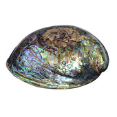 Accessory with Abalone Shell
