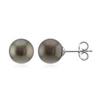 Tahitian Pearl Silver Earrings (TPC)