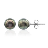 Tahitian Pearl Silver Earrings (TPC)
