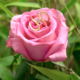 SI1 Argyle Rose De France Diamond Silver Ring (Annette)