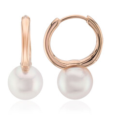 9K Akoya Pearl Gold Earrings (TPC)